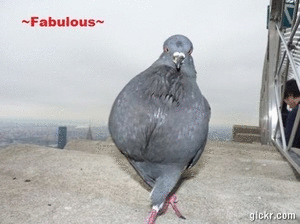 Why Pigeons Need More Respect! (0 ^ 0) / – Xyllas